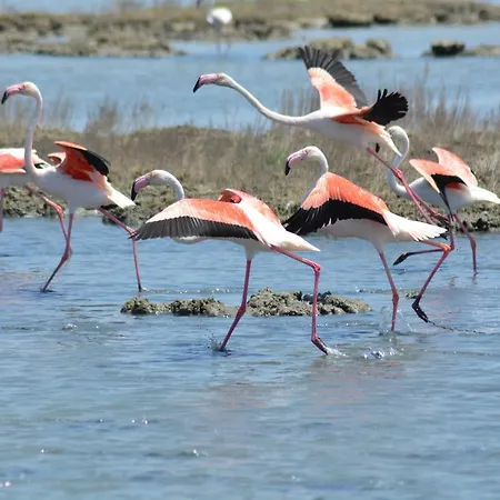 Terre Del Sinis Càbras