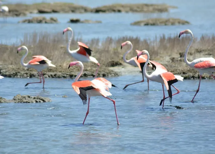 Terre Del Sinis カブラス