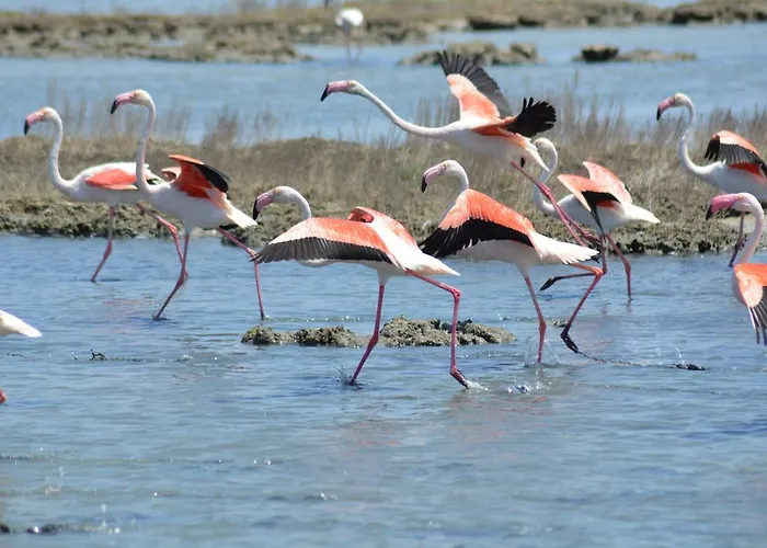 Terre Del Sinis カブラス