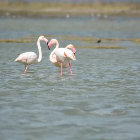 Alojamento de Acomodação e Pequeno-almoço Terre Del Sinis Càbras