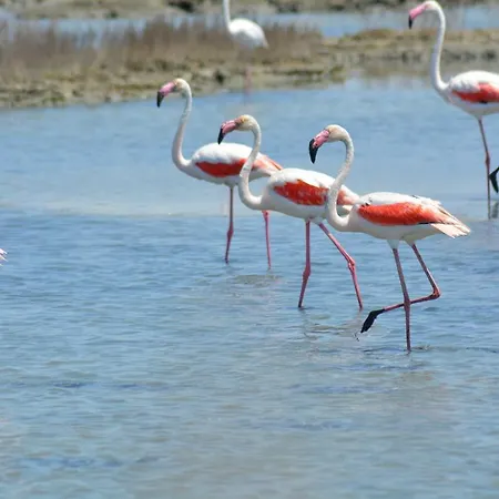 Alojamento de Acomodação e Pequeno-almoço Terre Del Sinis 3*