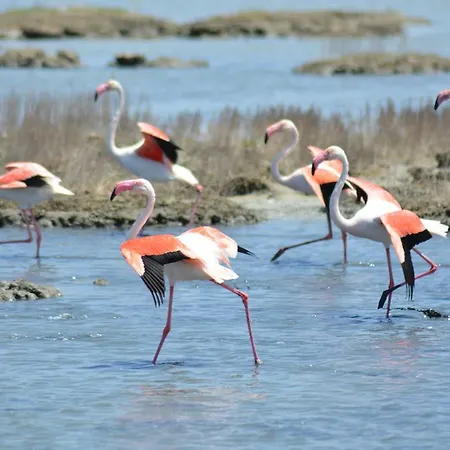 Terre Del Sinis Càbras